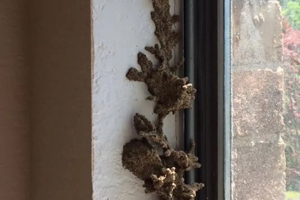 Costa Mesa 5 mud tunnels termites