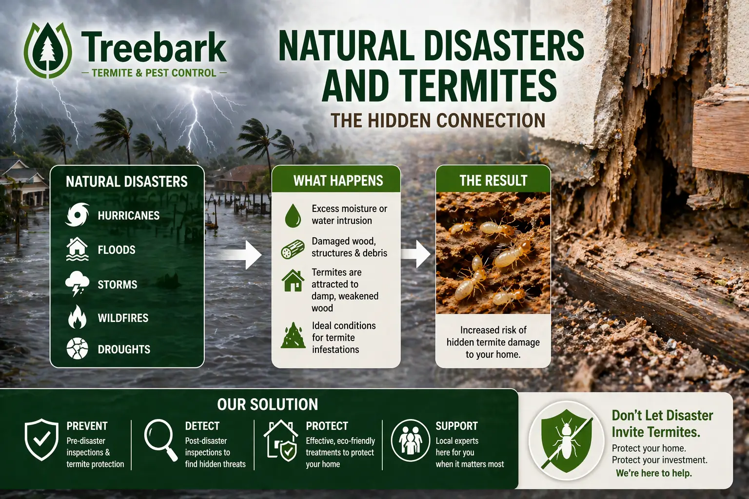 natural disaster and termite