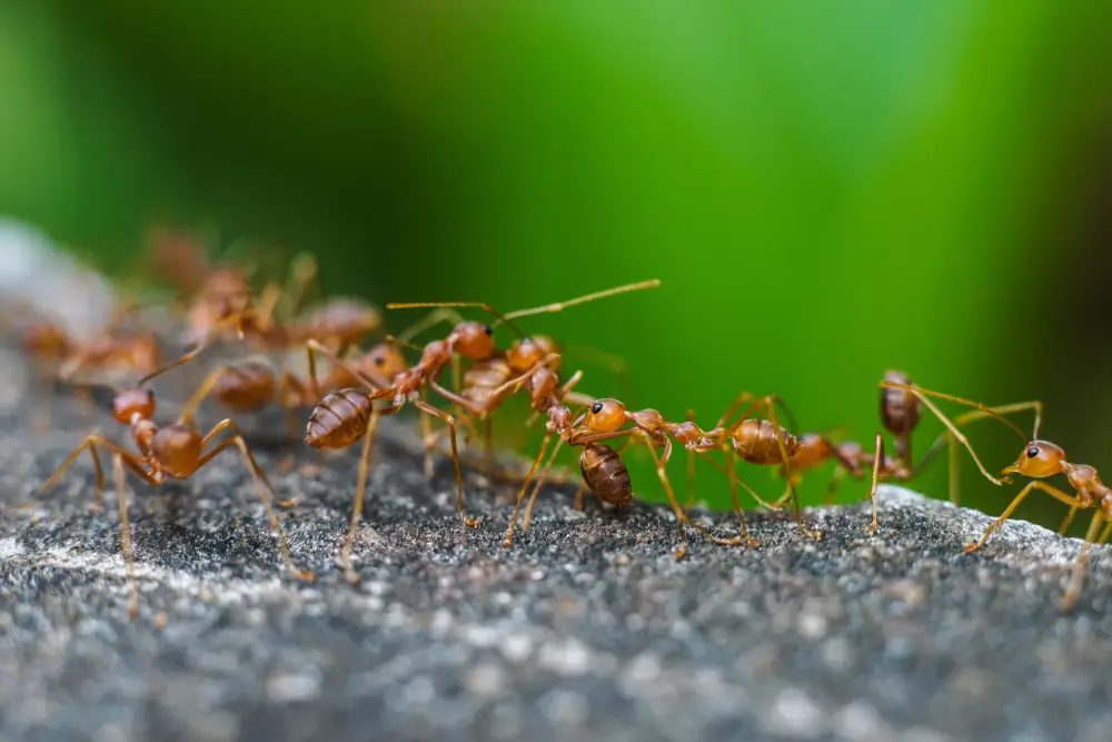 Bellflower 9 red imported fire ant action of fire ant 2026 03 16 04 27 20 utc