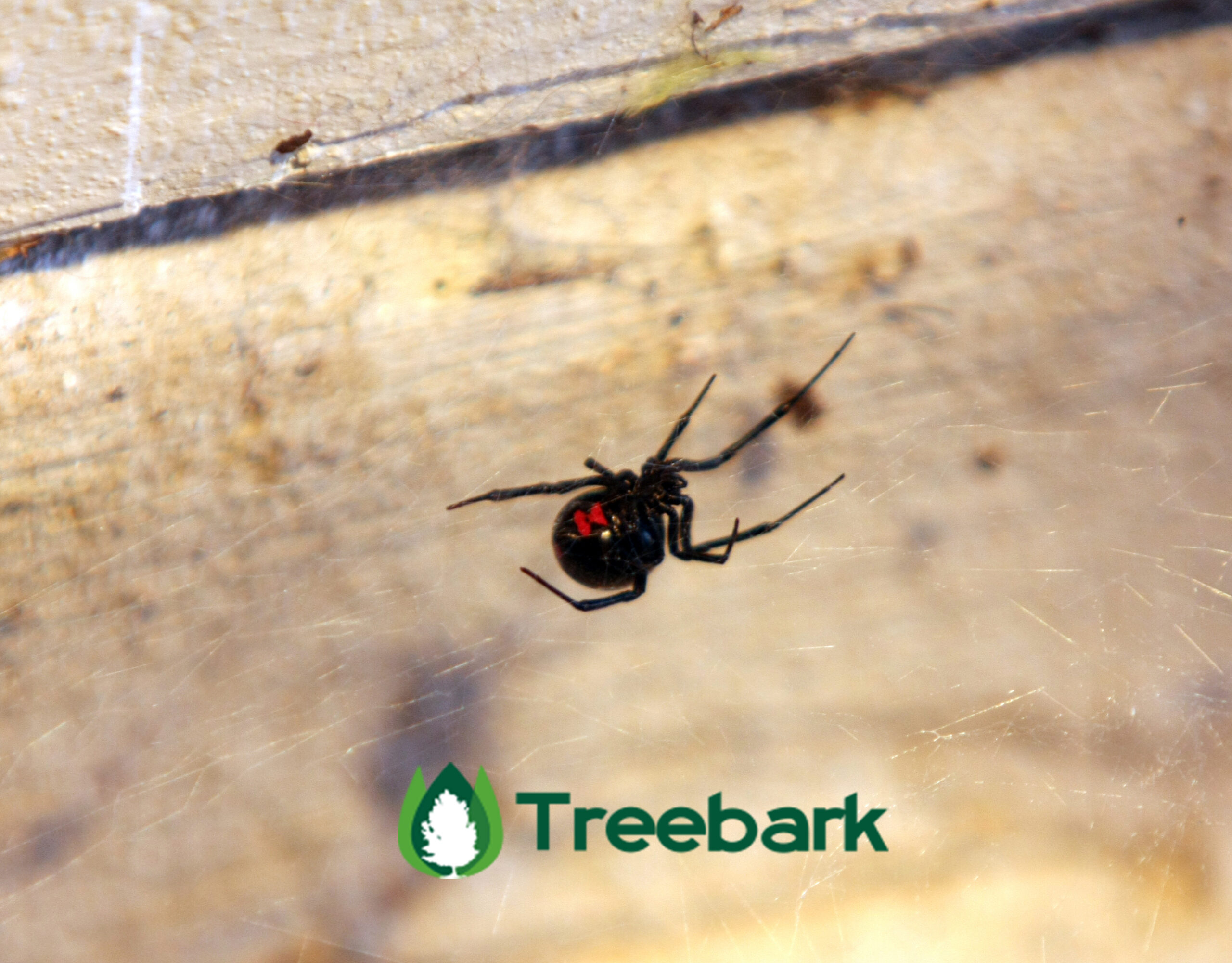 Black Widow Spider Pest Control Branded scaled