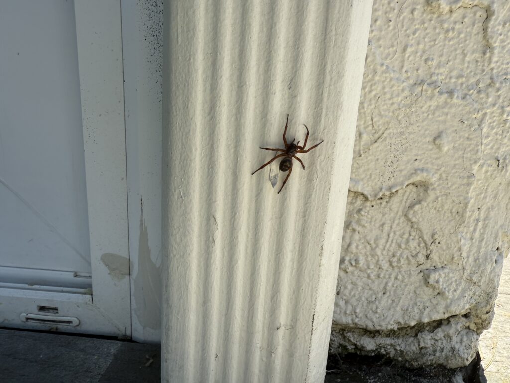 Spider on a Gutter Drain pipe