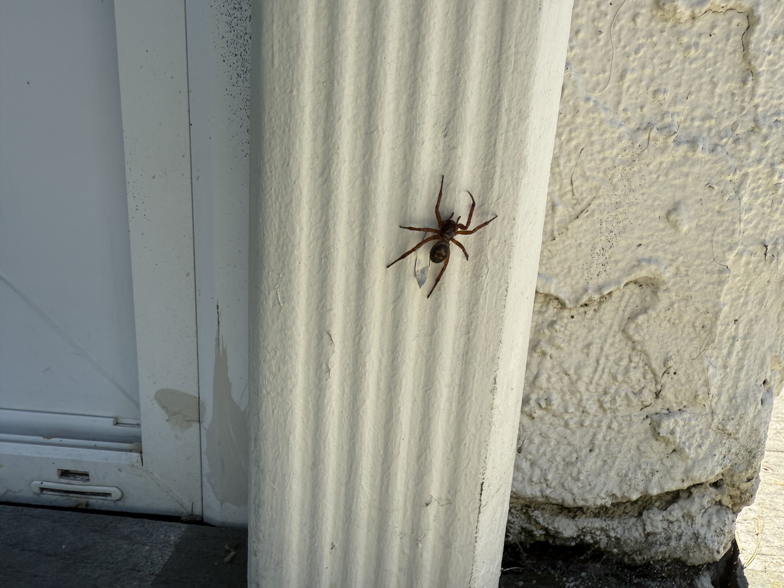 Spider on a Gutter Drain pipe