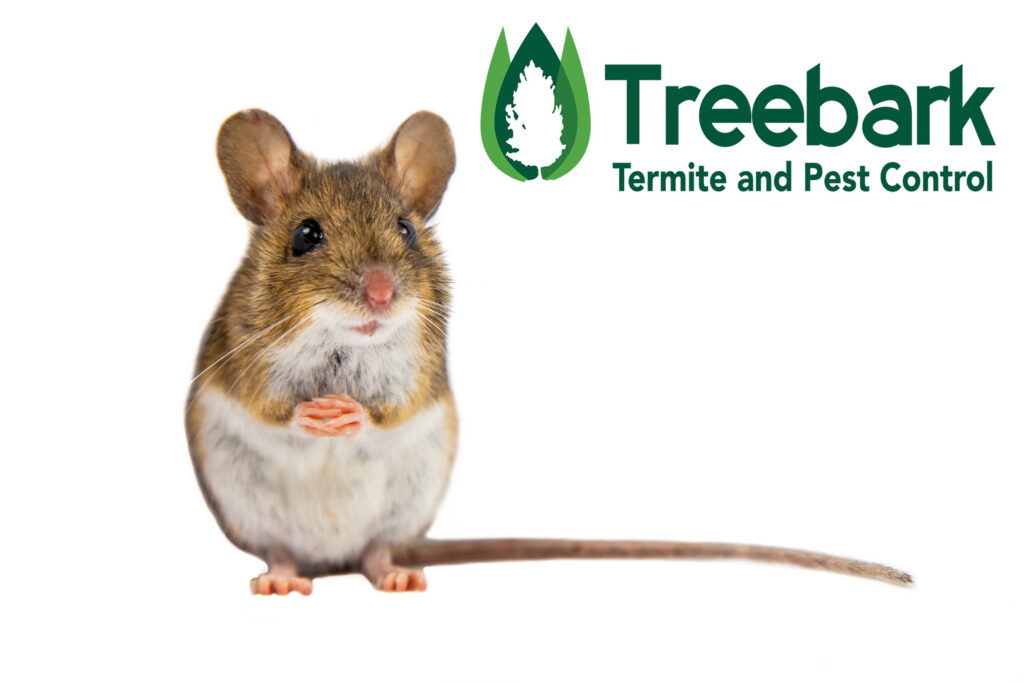 Mouse on White BackGround Branded