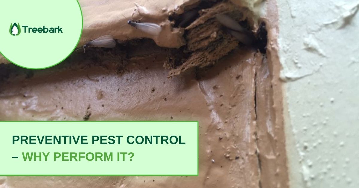 Preventive Pest Control – Why Perform it