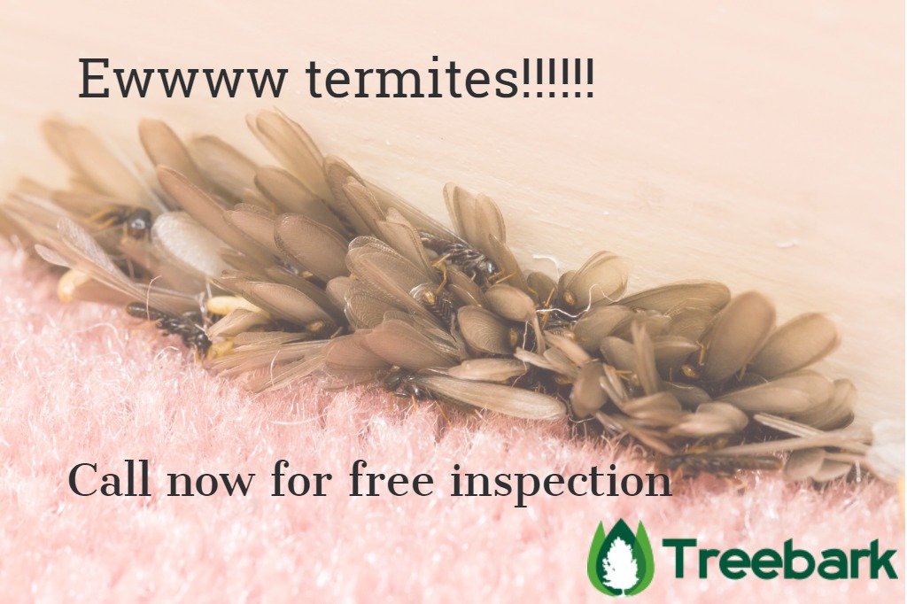 flying termites swarm inside a home at a baseboard edge picture id485504353