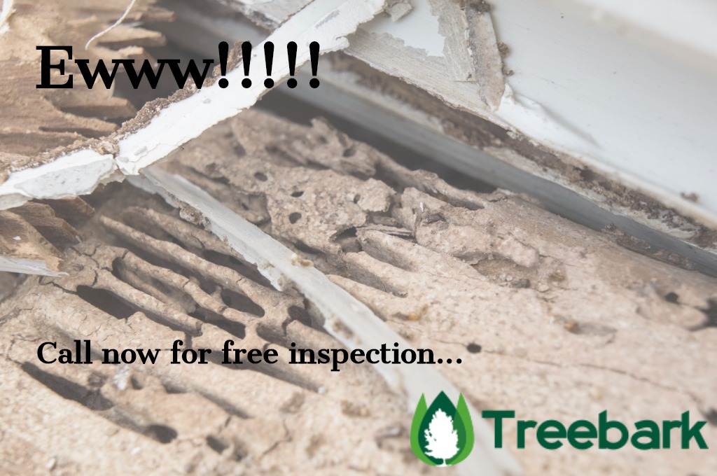 termite damage rotten wood eat nest destroy concept picture id483332498