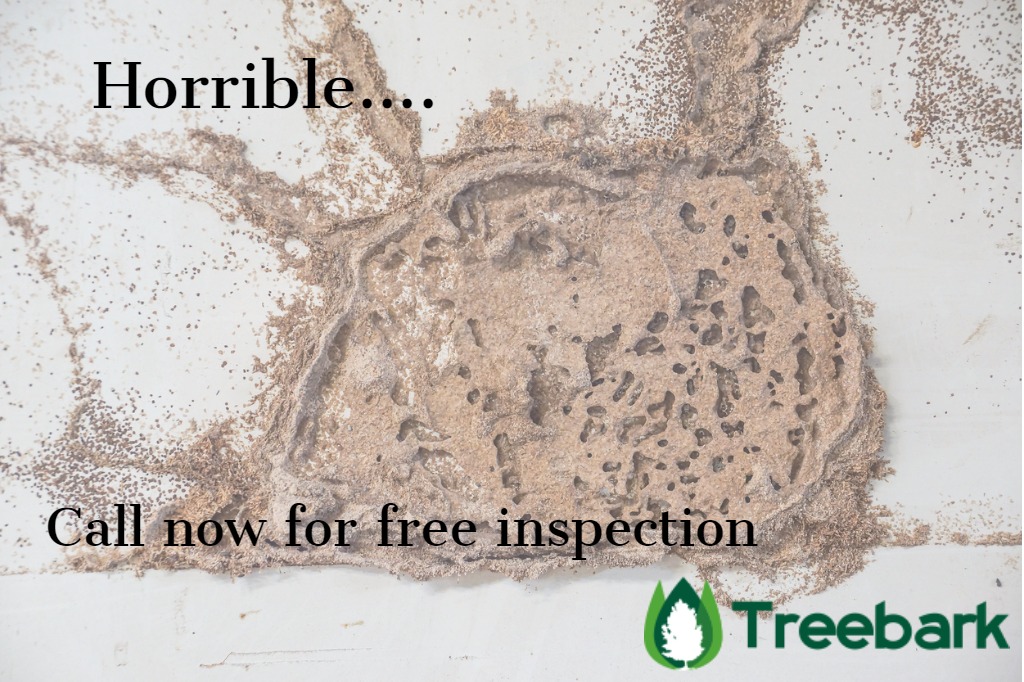 termite nest picture id859379060 1