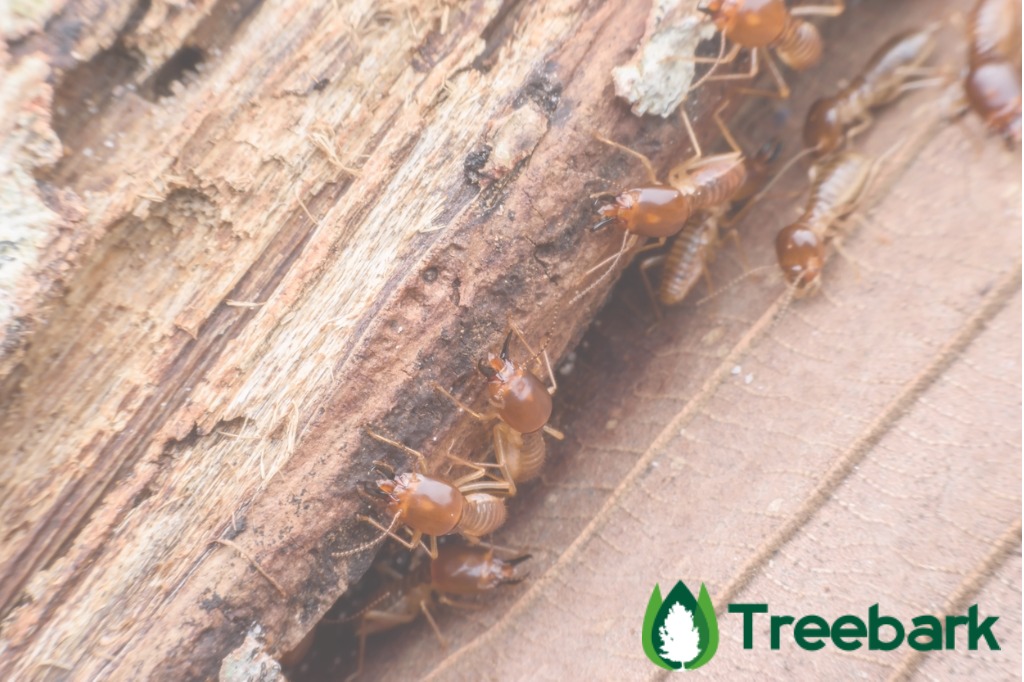 termites eating rotted wood picture id625681912