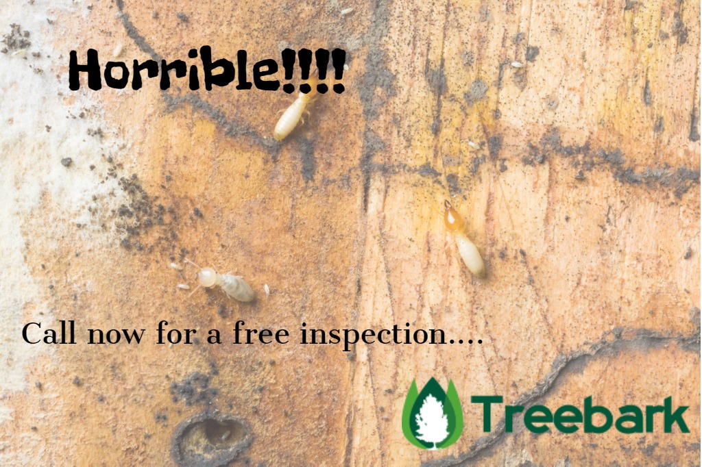 termites in thailand picture id485923745 1