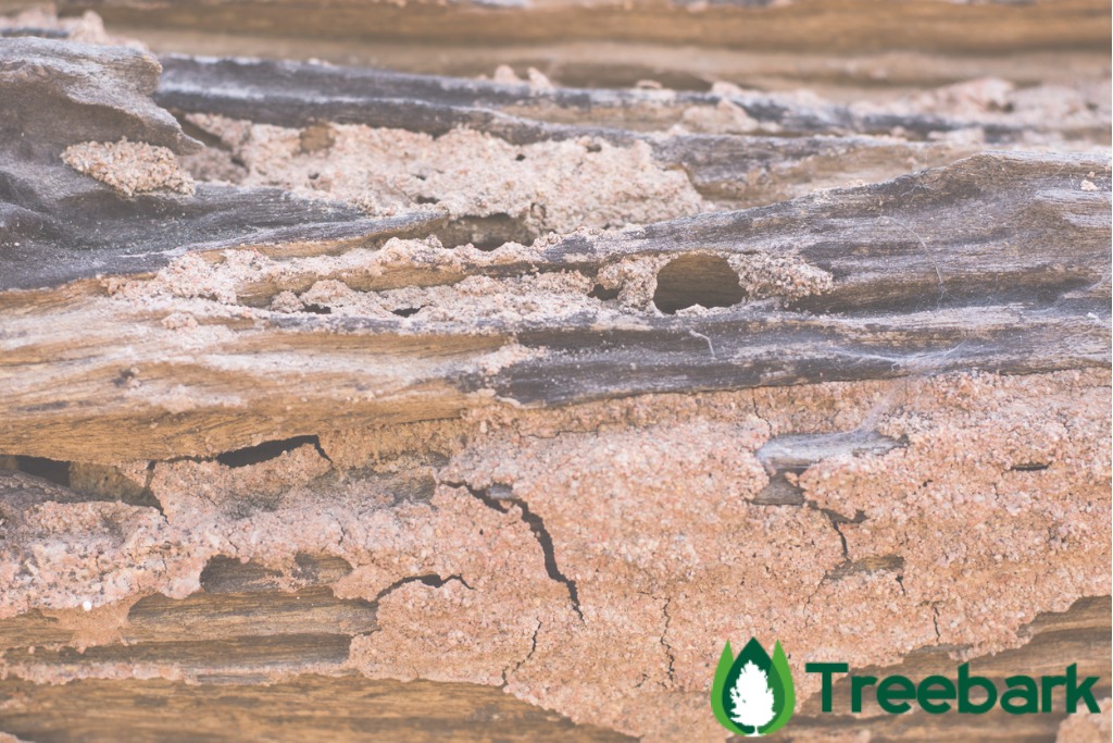 traces of termites eat wood picture id642578680
