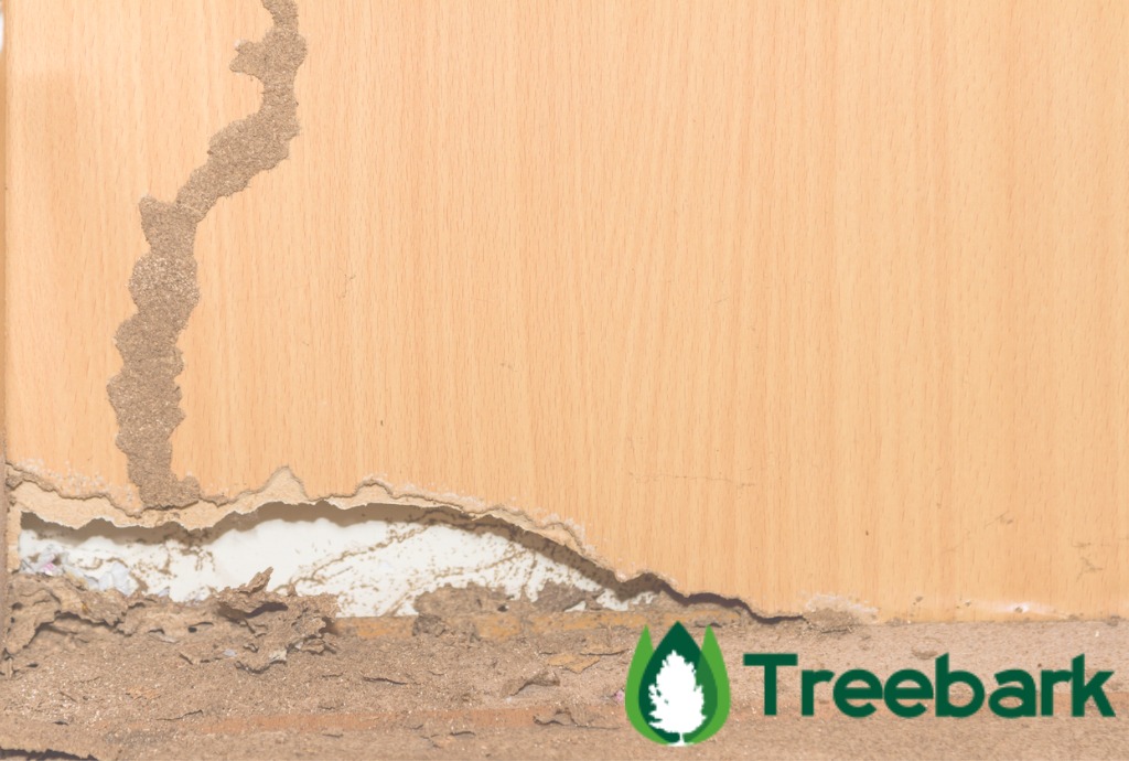 traces of termites on old wood background picture id481032292