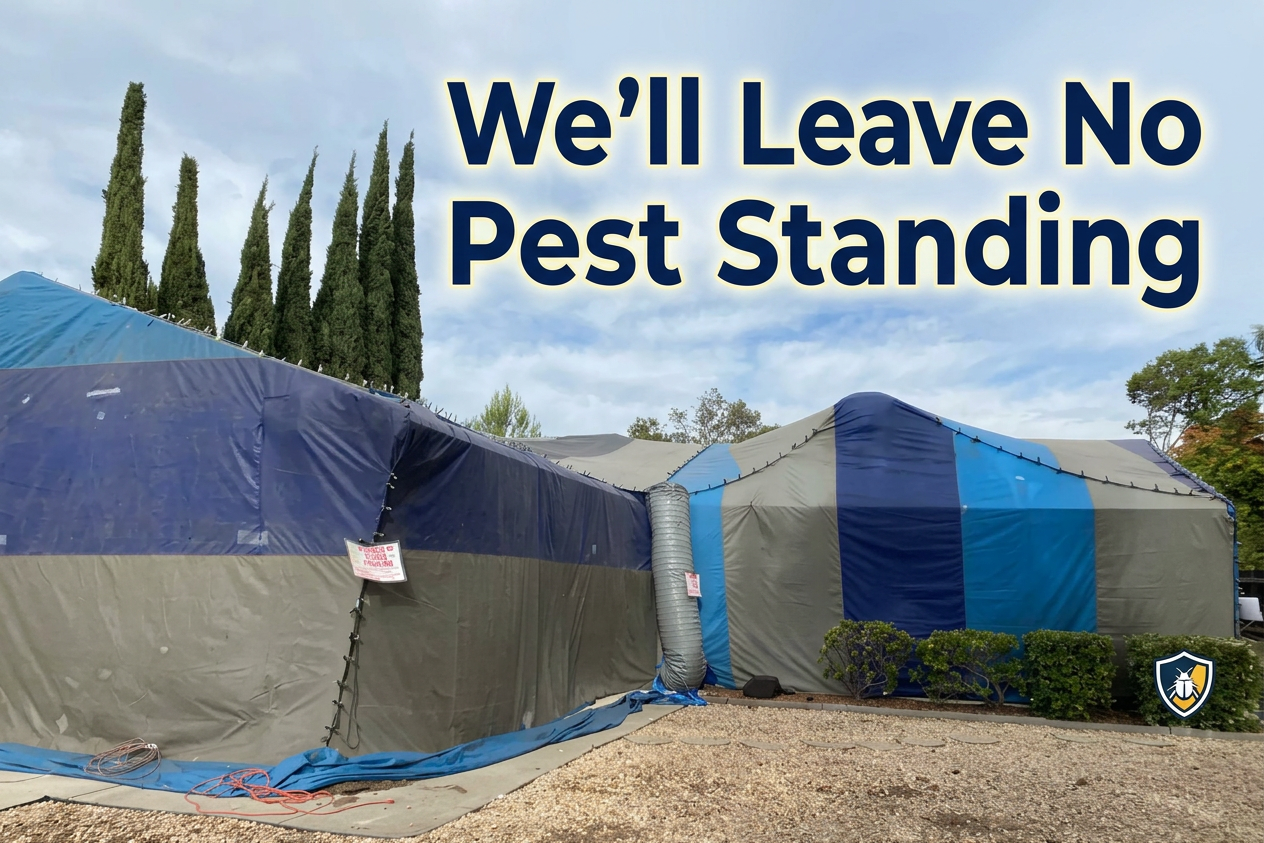 Two large blue and gray fumigation tents connected with ventilation tubing outdoors