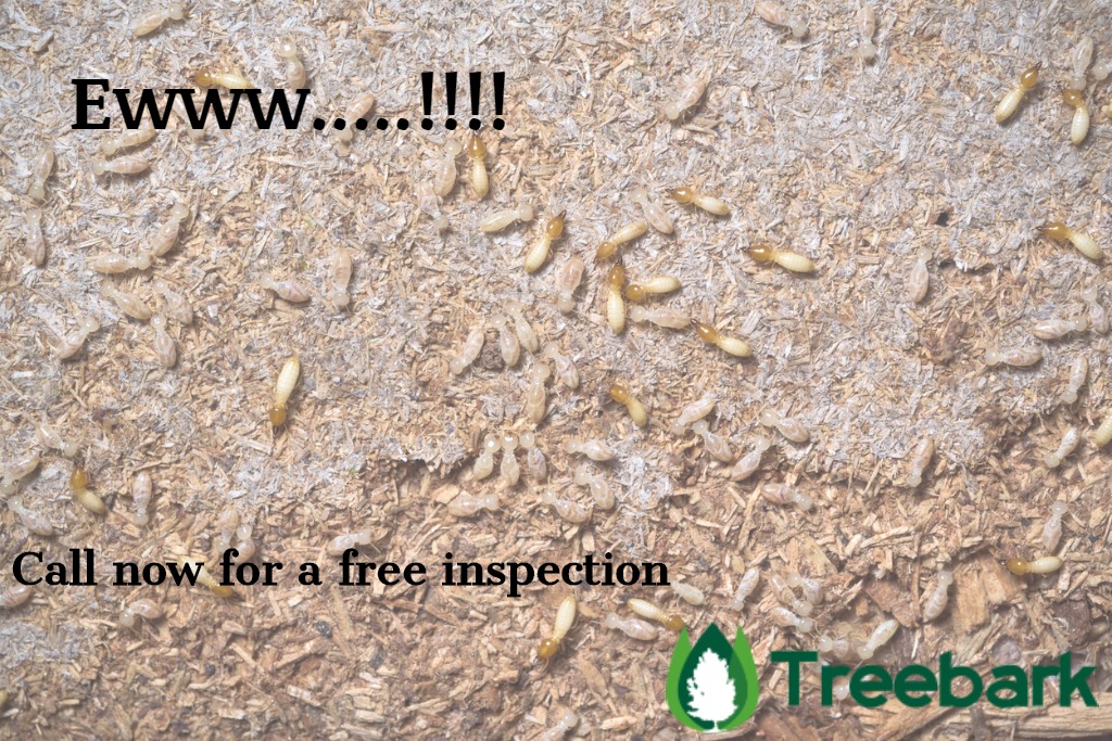 white ants prevention and control