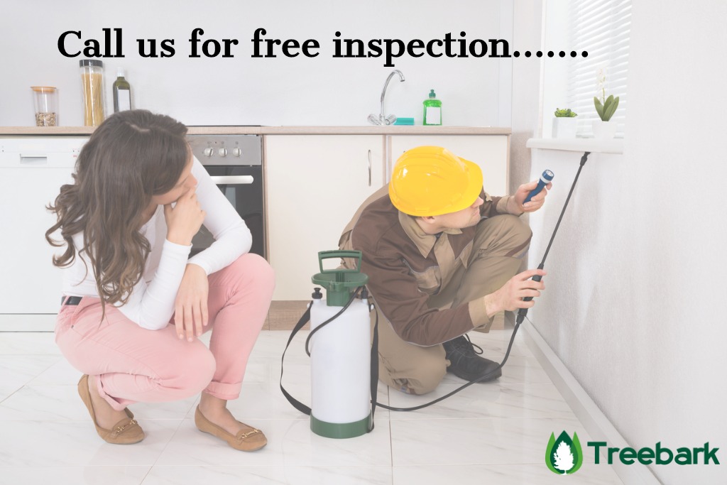 woman looking at worker spraying insecticide under windowsill picture id508454864