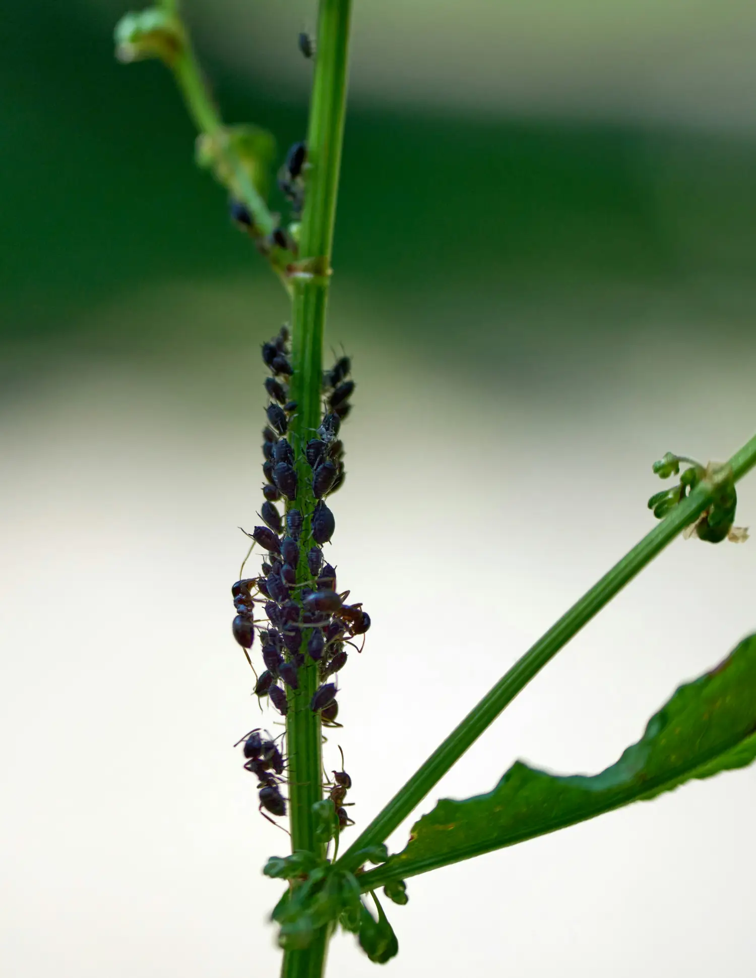 Aphid infestation on a plant stem with ants feeding on honeydew produced by the aphids