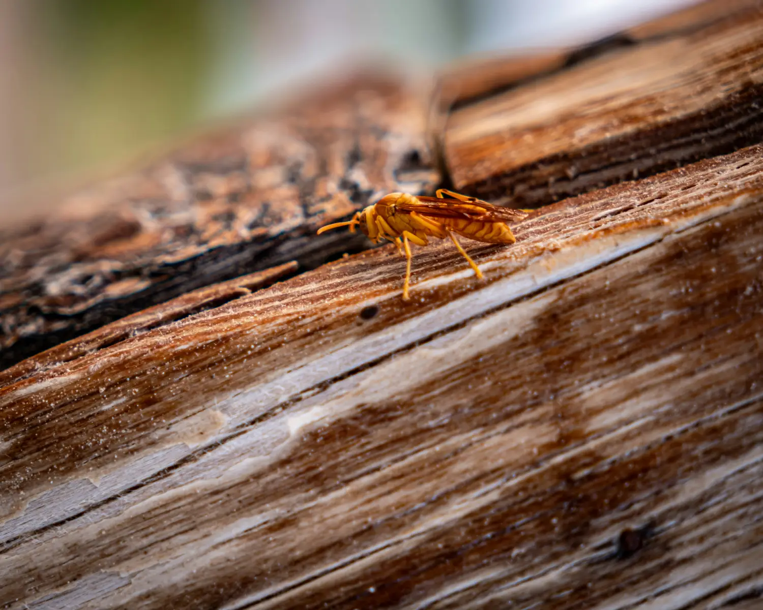 yellow bee sitting on wood