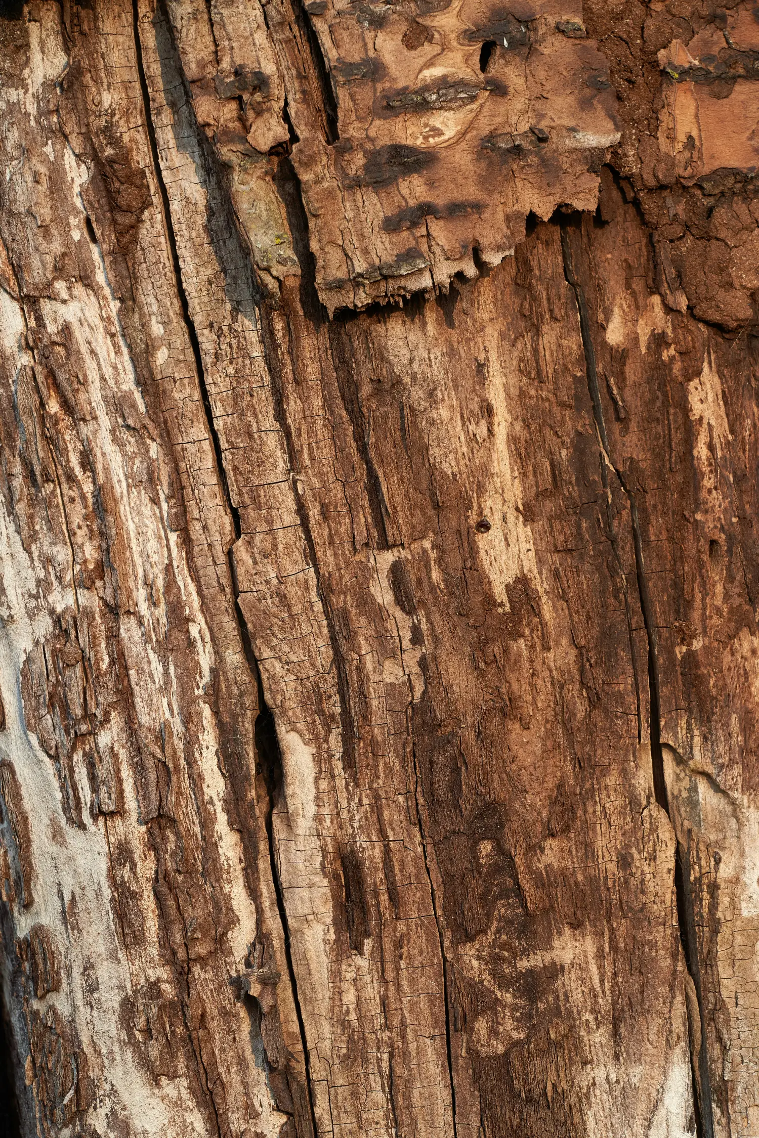untreated termite infestations
