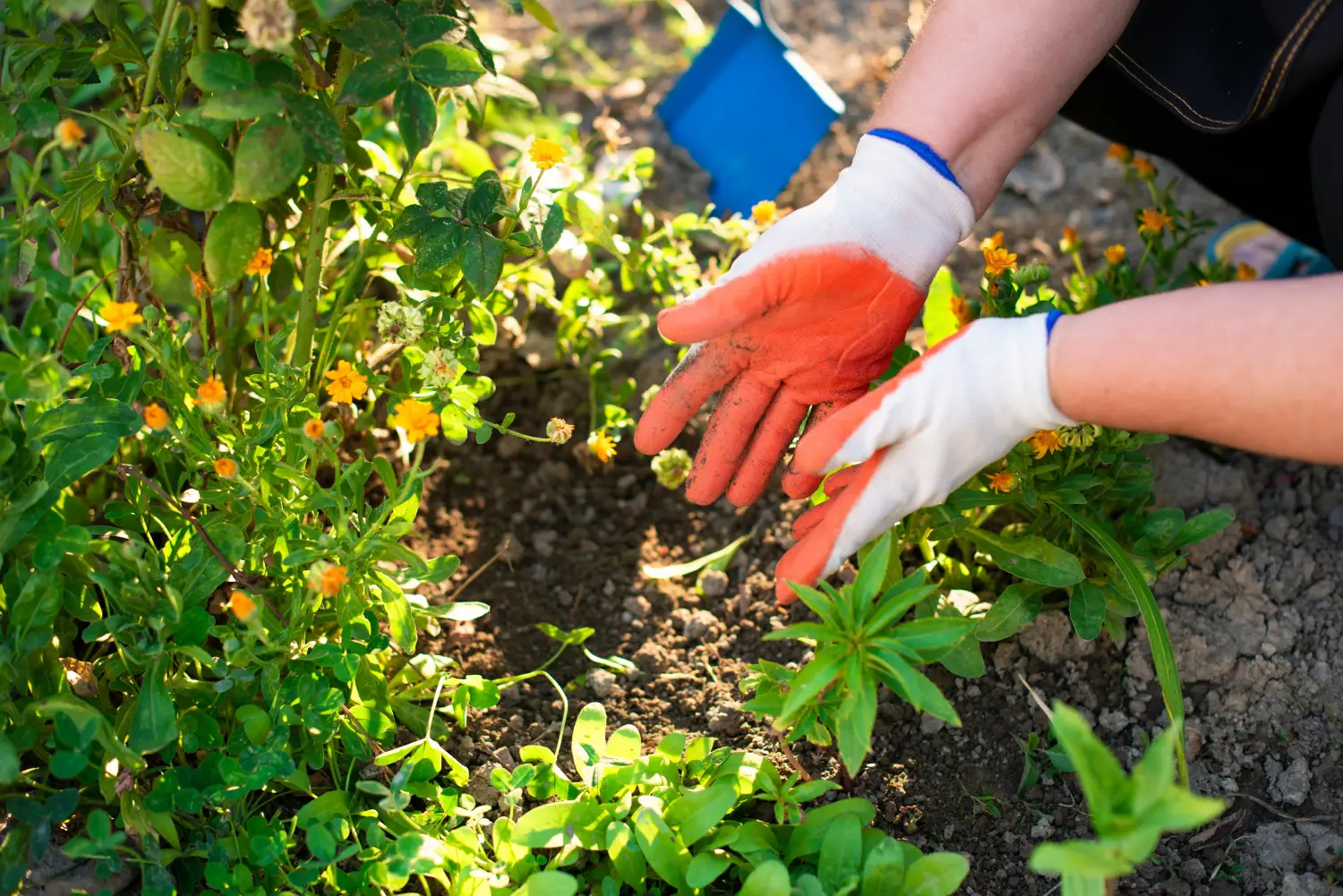 Person wearing gardening gloves planting or tending flowers in a sunny garden bed, with green foliage, small yellow blossoms, and freshly turned soil.