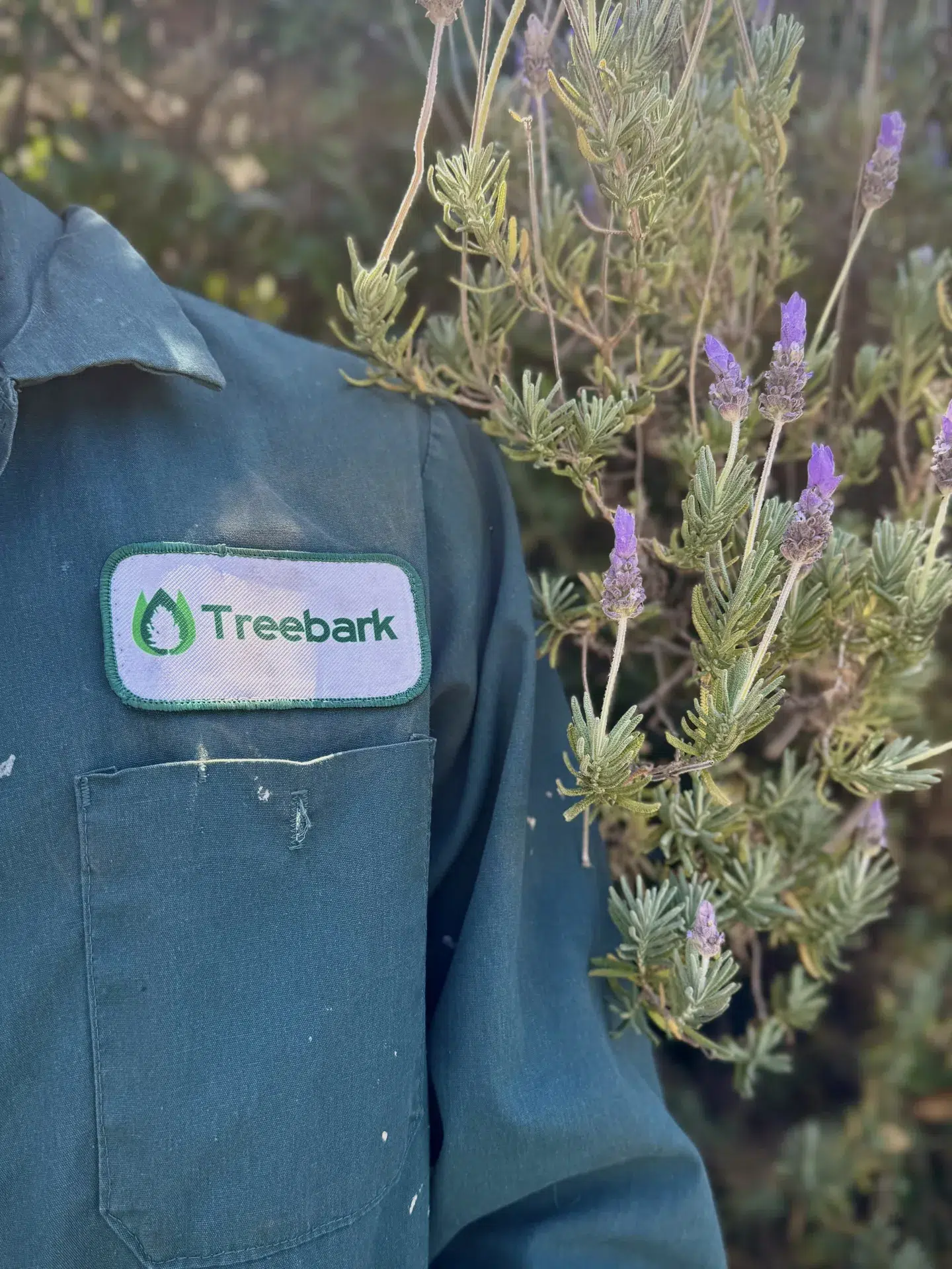 Bellflower 9 Treebark ant control service Bellflower CA