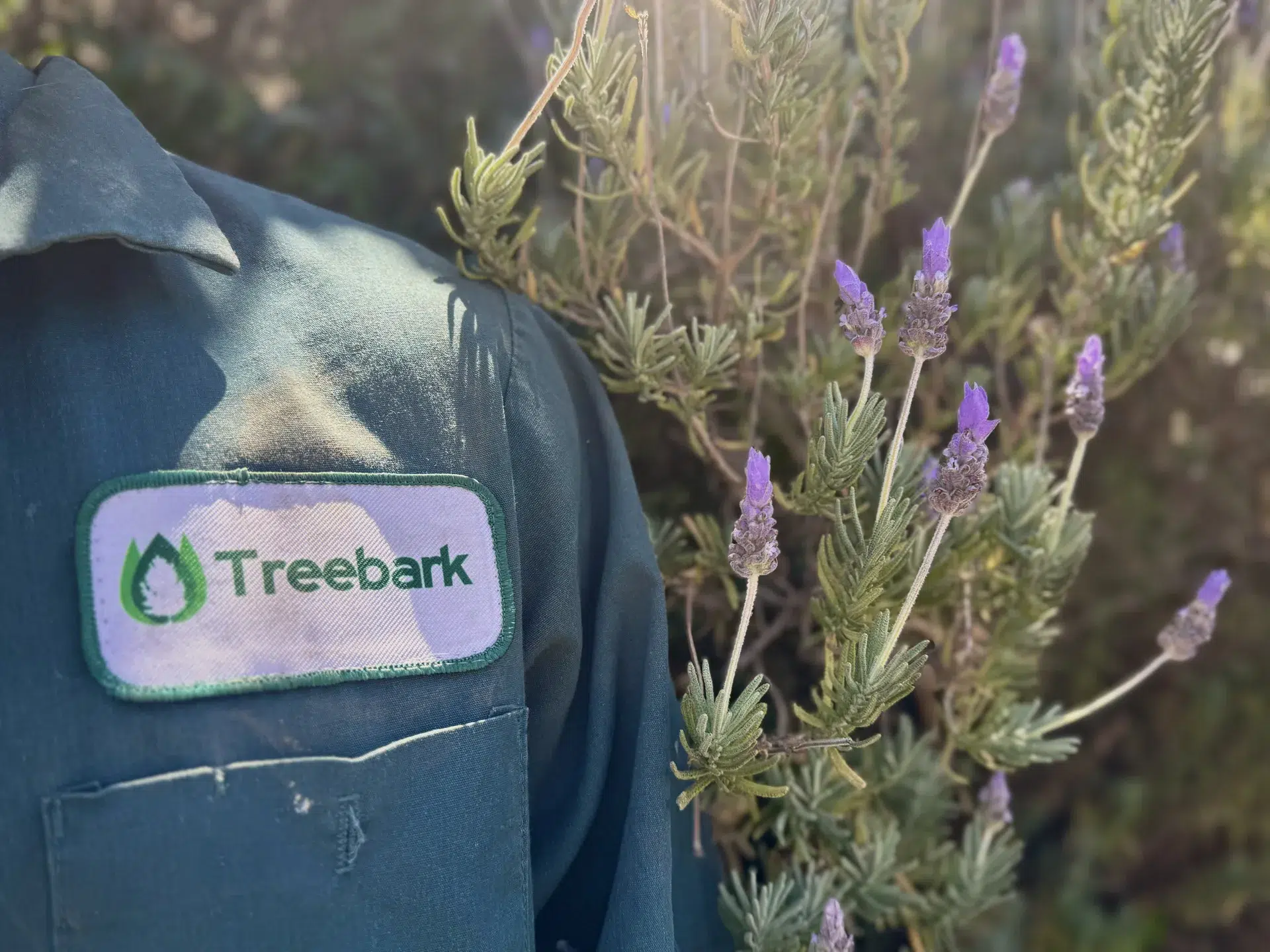 Treebark no-tent termite treatment alternative — Southern California