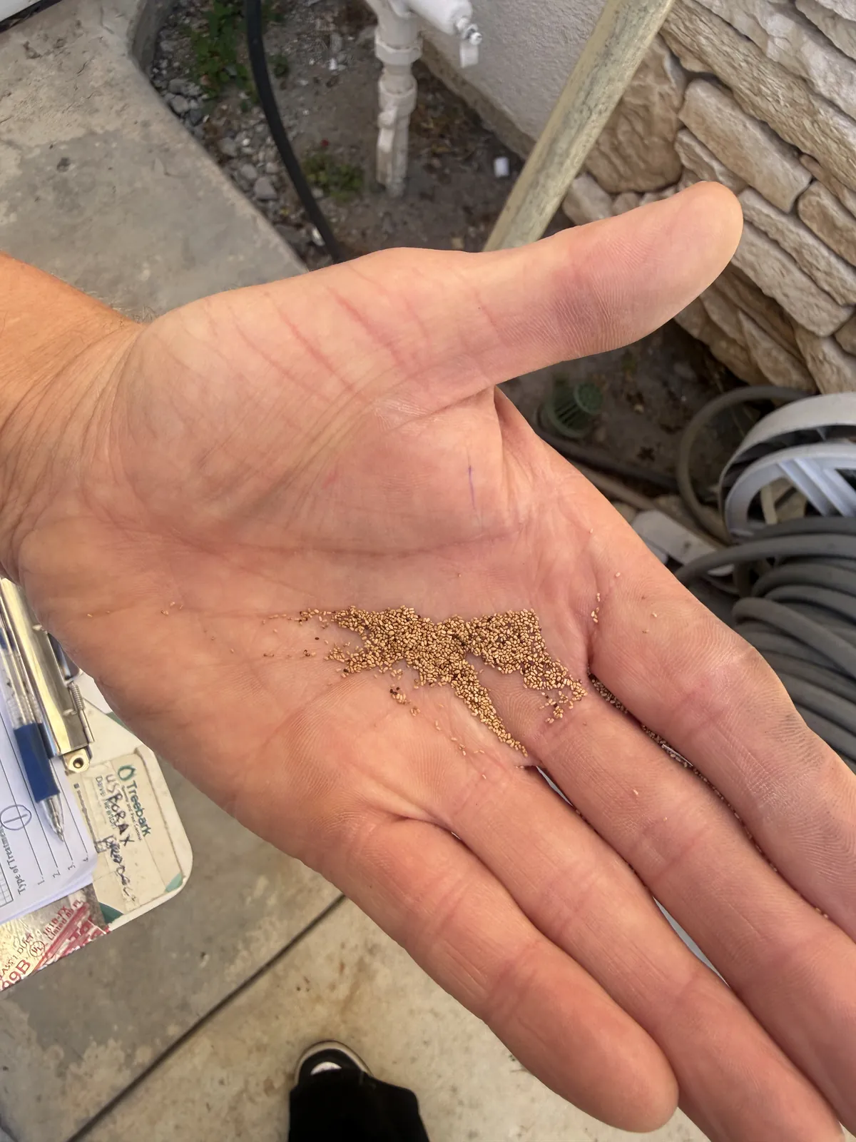 Drywood termite droppings collected during a termite inspection in San Clemente, CA