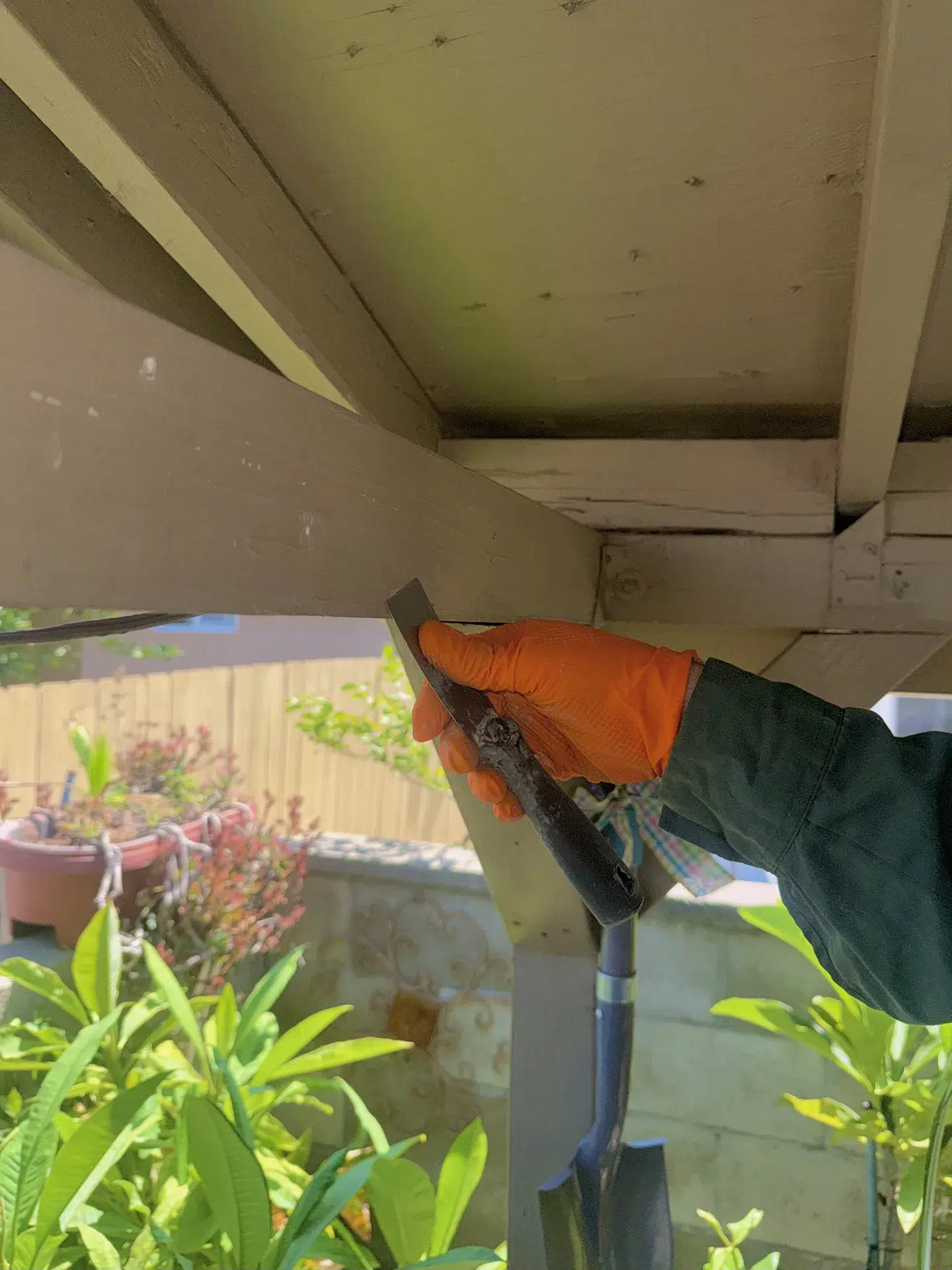 Walnut CA Treebark technician pest control treatment