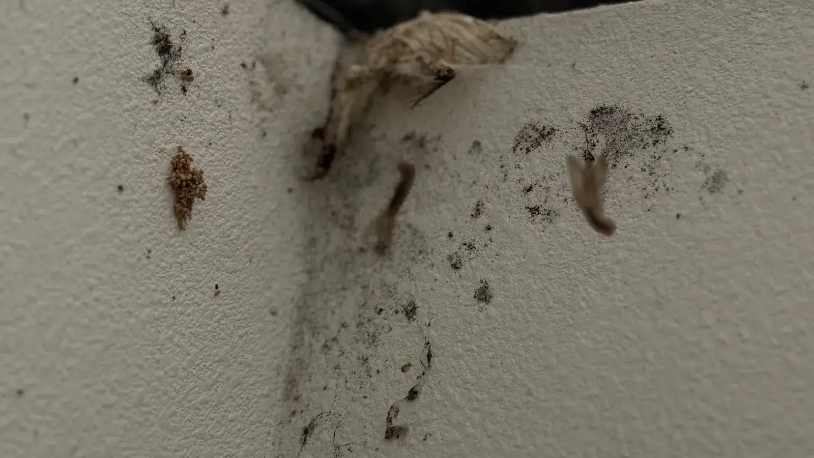 Discarded termite wings and droppings found on an interior wall Discarded termite wings and droppings found on an interior wall