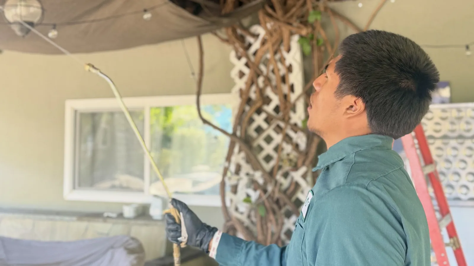 Treebark technician treating a wood pergola and lattice for termites Treebark technician treating a wood pergola and lattice for termites